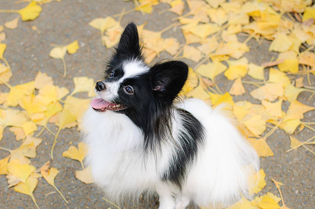 istock Ginkgo of deciduous and Papillon 597239386