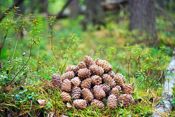 The cones of the Siberian cedar in the forest in a clearing.