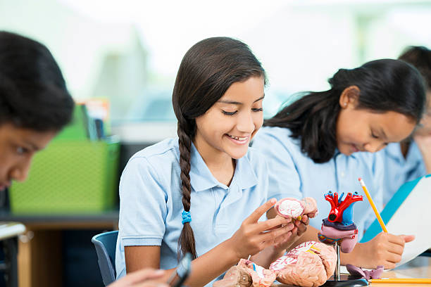 istock Young girl works with human brain model in science class 597240276