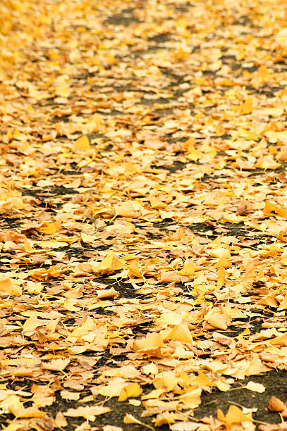 istock Carpet of yellow leaves 597240518