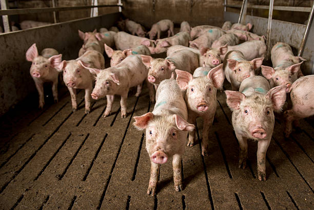pig at factory