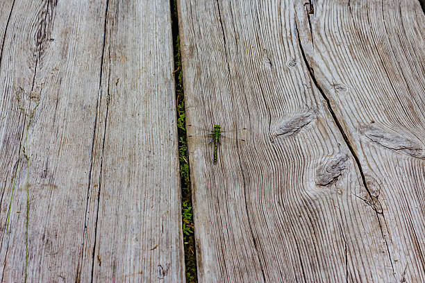 Dragonfly in a wooden fence japan