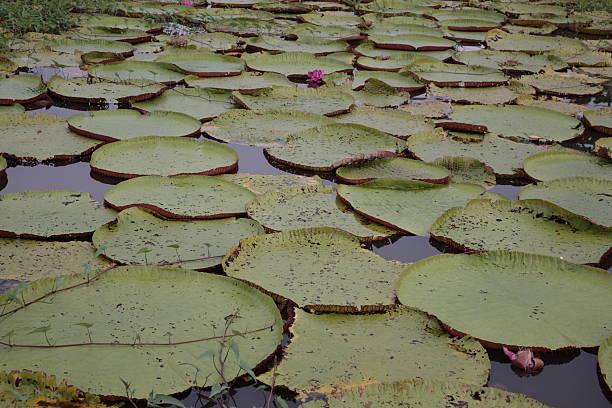 istock Giant Water Lily  in Amazon Jungle river, Brazil 597242180