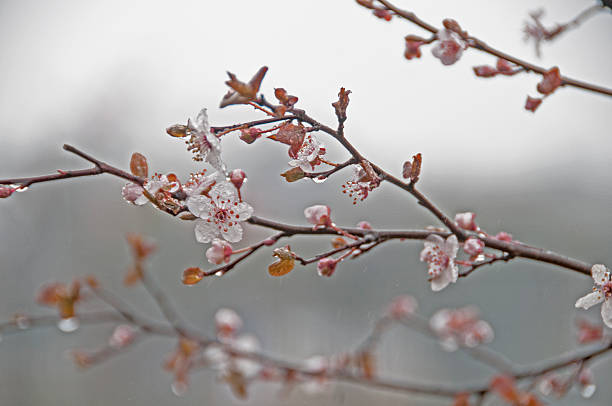 istock branch of plum blossom with dew drops 597242636
