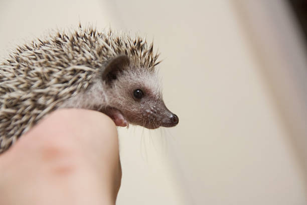 istock Cute hedgehog on the hand 597242674