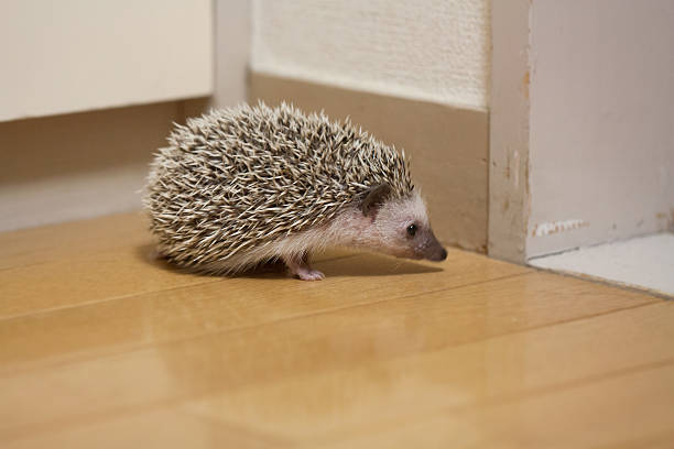 istock Hedgehog that prowl in the room 597242696