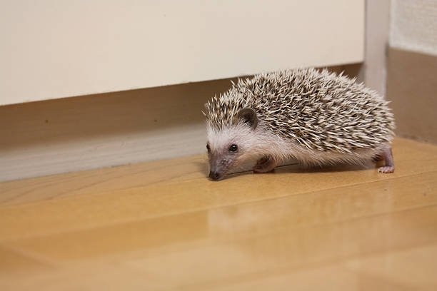 istock Hedgehog that prowl in the room 597242700