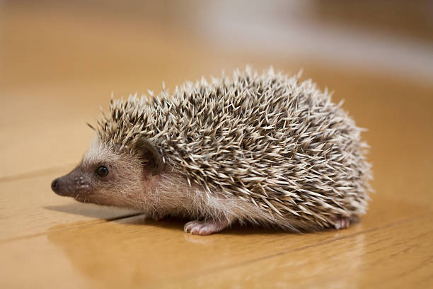 istock Hedgehog that prowl in the room 597242724