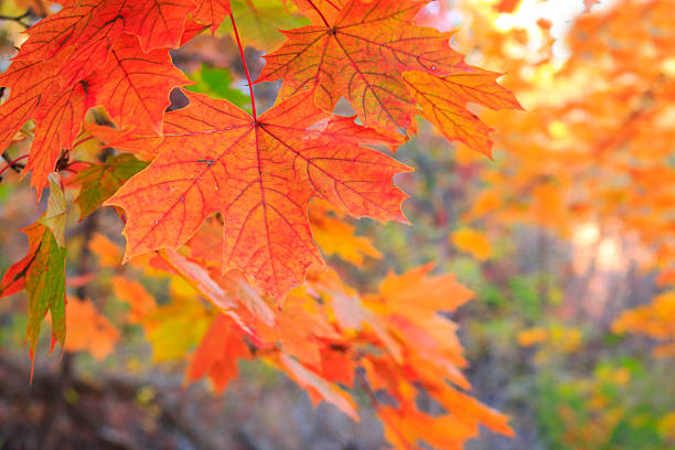 森の中のメープルリーフ - sugar maple ストックフォトと画像