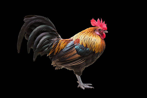 istock Junglefowl, Beautiful chicken isolated on white 597244724