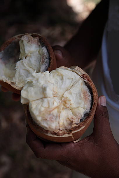 istock Cupuacu fruit from Amazon Tropical Rainforest, Brazil 597246130