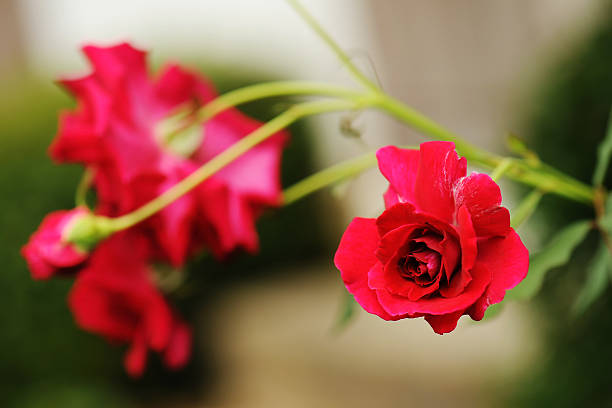 istock Red Rose on the Branch in the Garden 597246470