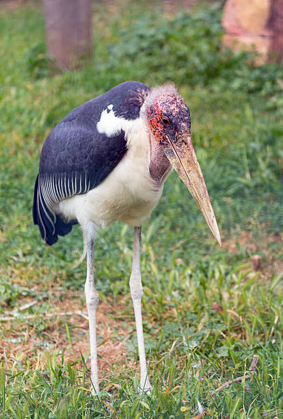 istock Marabou stork (Leptoptilos crumenifer) African bird 597246990