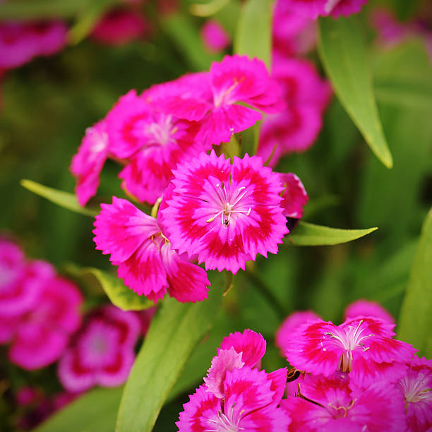 istock Pink Dianthus flower in garden 597246992