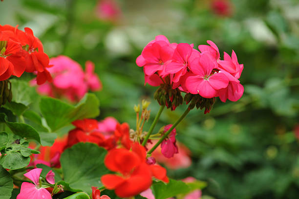 istock Geranium flowers planted in the backyard 597247124