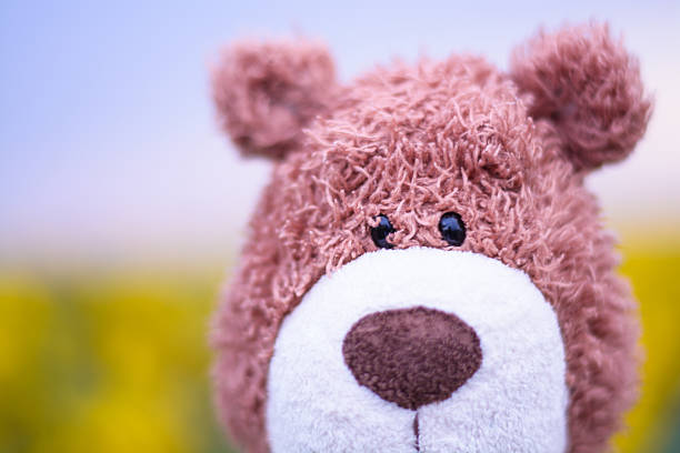 istock Teddy bear in sunflowers 597247502