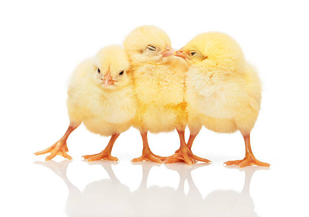 istock Three small yellow chickens standing close to each other 597251150