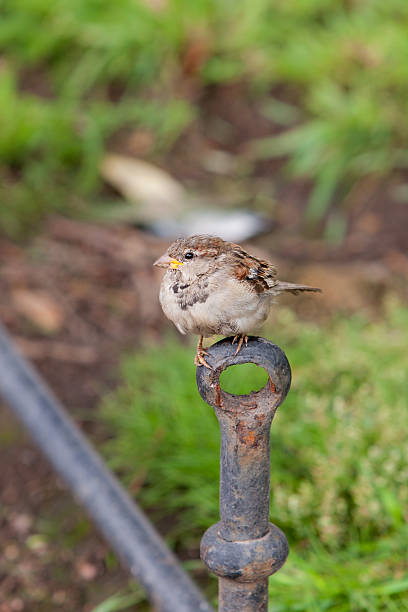istock Portrait of a sparrow 597252090