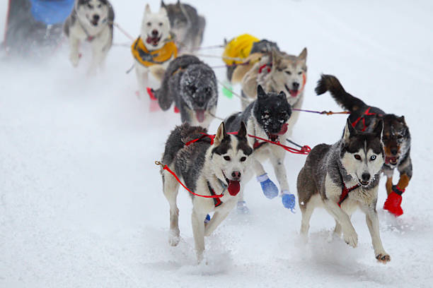 istock Race of draft dogs 597252188