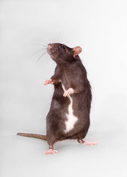 curious standing domestic rat stock photo