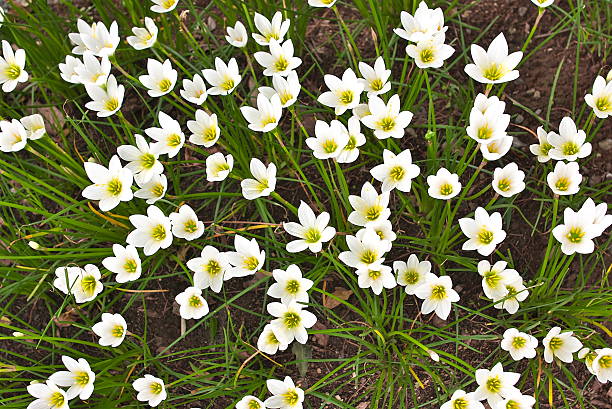 Flower It was a beautiful flower. white rain lily stock pictures, royalty-free photos & images
