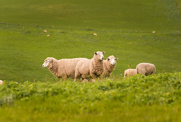 istock Australian Agriculture Landscape Group of Sheep in Paddock 597254140