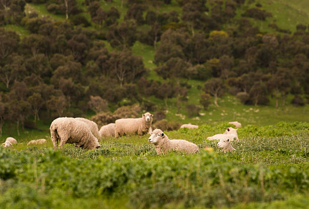 istock Australian Agriculture Landscape Group of Sheep in Paddock 597254184