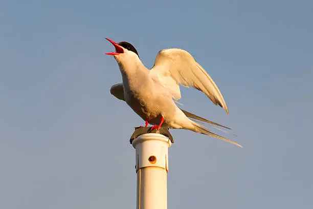 Arctic tern resting - Common bird in Iceland
