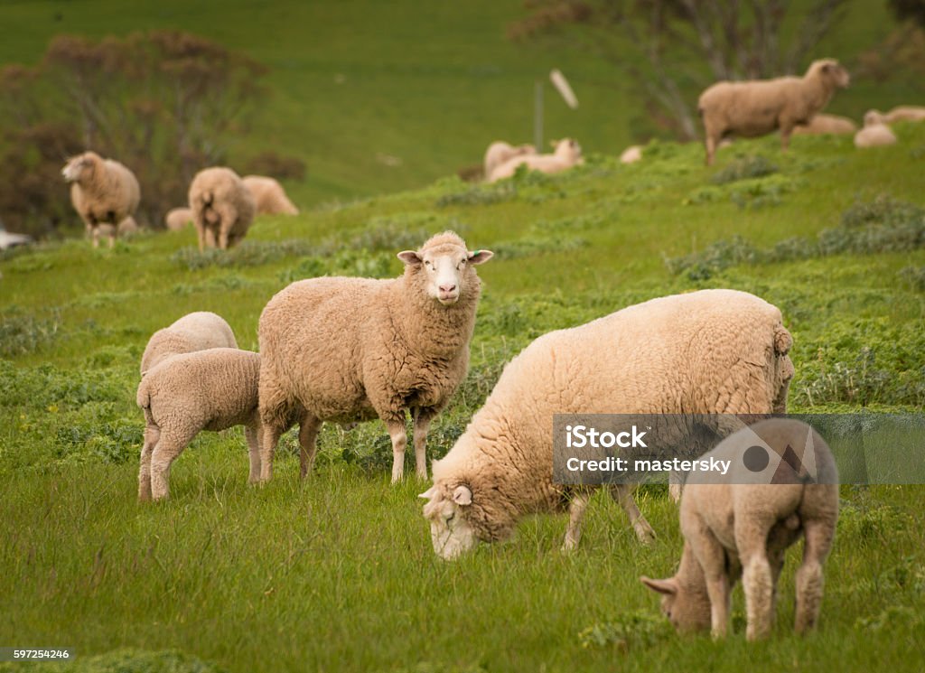 Australian Agriculture Landscape Group of Sheep in Paddock Merino Sheep Stock Photo