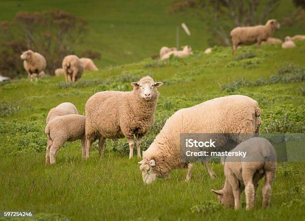 Australian Agriculture Landscape Group Of Sheep In Paddock Stock Photo - Download Image Now