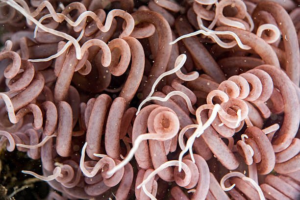 anemone tentacles detail close up macro view