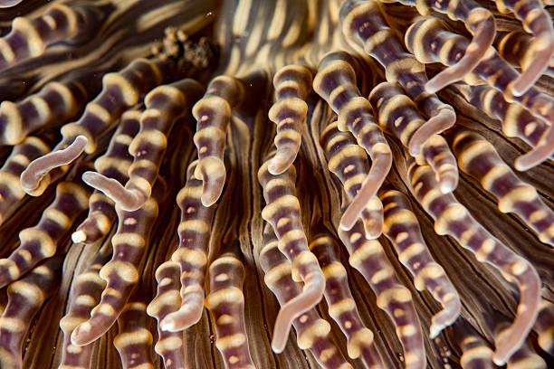 anemone tentacles detail close up macro view