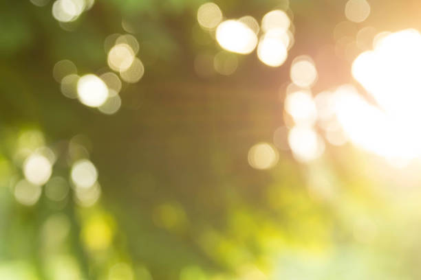 istock abstract nature background autumn forest bokeh and sunset light 597256006