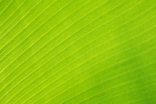 istock Texture background of backlight fresh green Leaf. 597256354