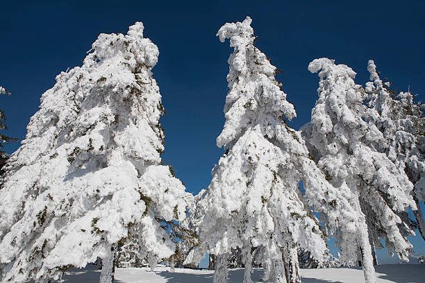 istock scratching frozen pines 597257072