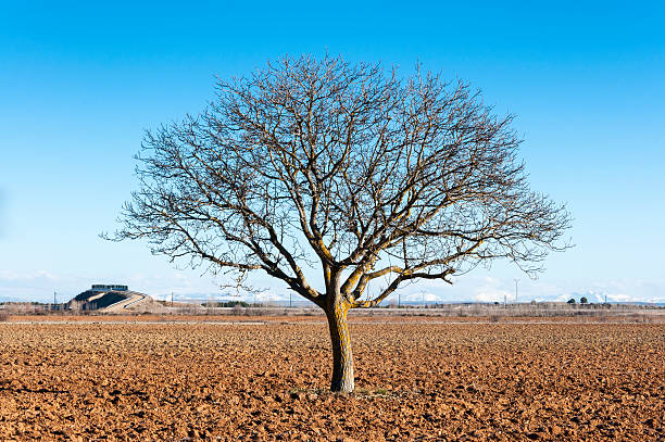 istock Bare Common walnut tree in an agricultural landscape 597257872