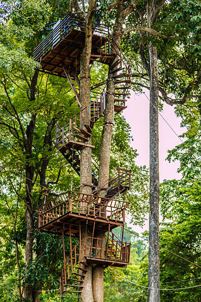 istock the bridge on high tree look around forest top view 597258038
