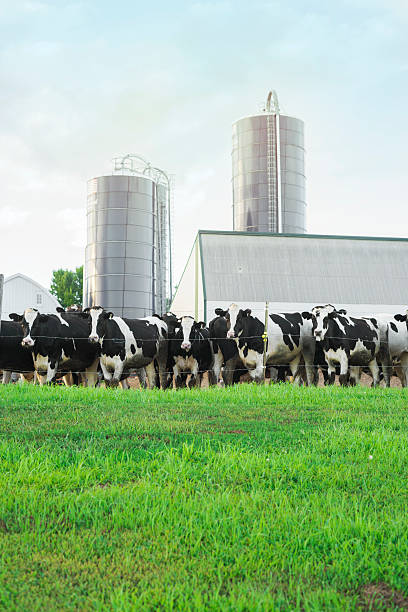 istock several cows on farm outside during beautiful day 597261566
