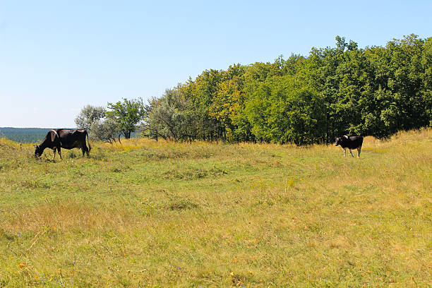 istock Cow on the meadow 597261650