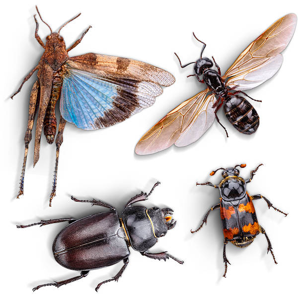 istock Wild animal insect 597262636