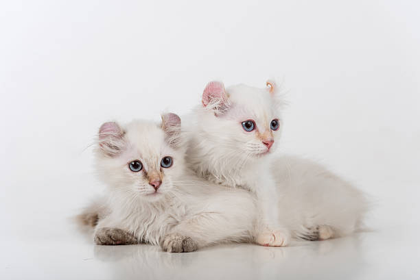 小さくて若い明るい白悲しいアメリカのカールカップル - white domestic cat kitten young animal ストックフォトと画像