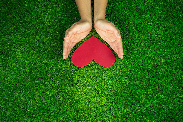 mãos mantendo o coração vermelho no fundo da grama verde - heart shape grass paper green - fotografias e filmes do acervo