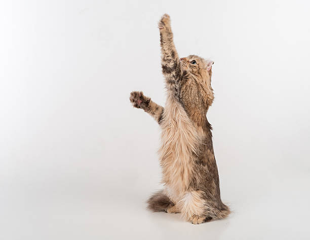 istock Dark Hair American Curl cat Standing on the white table 597264788
