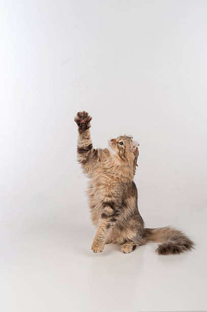 istock Dark Hair American Curl cat Sitting on the white table 597264942