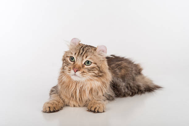 ผมสีดําแมวขดอเมริกันนอนอยู่บนโต๊ะสีขาว - purebred cat ภาพสต็อก ภาพถ่ายและรูปภาพปลอดค่าลิขสิทธิ์