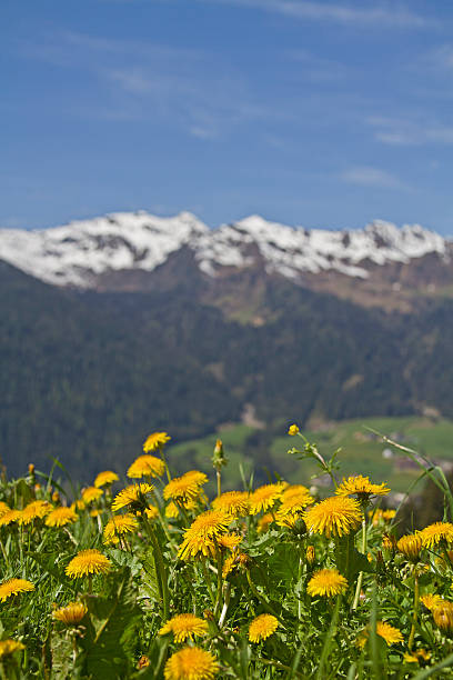 istock Dandelion meadows and  Sarntal Alps 597265988
