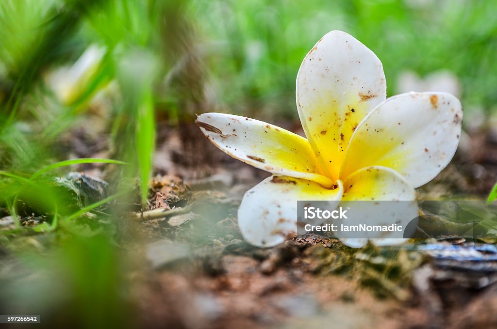 Plumeria Blüte  - Lizenzfrei Bildhintergrund Stock-Foto