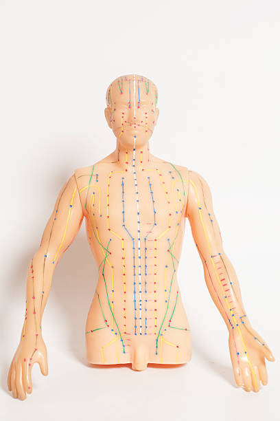 istock Medical acupuncture model of human on white background 597266568