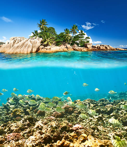istock Coral reef and fish at Seychelles 597267098