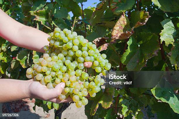 Vineyardcrop Stockfoto und mehr Bilder von Agrarbetrieb - Agrarbetrieb, Ausgedörrt, Blatt - Pflanzenbestandteile